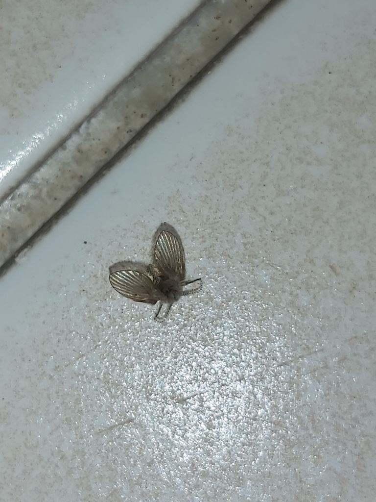 Bathroom Moth Fly from Al Seef Hospital, Salmiya, Kuwait on February 26 ...