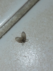 Clogmia albipunctata