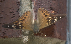 Asterocampa celtis celtis