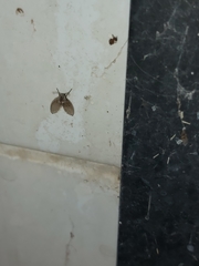 Clogmia albipunctata