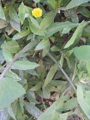 Sonchus oleraceus