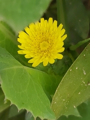 Sonchus oleraceus