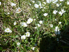 Cerastium krylovii