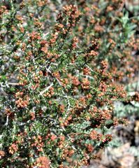Erica manipuliflora