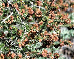 Erica manipuliflora