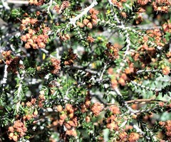 Erica manipuliflora