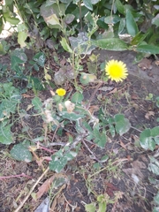Sonchus oleraceus