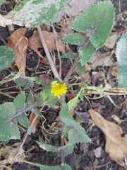 Sonchus oleraceus