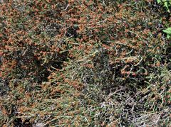 Erica manipuliflora
