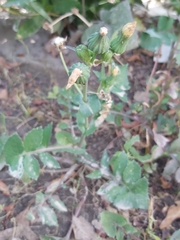 Sonchus oleraceus
