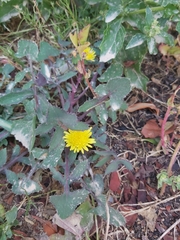 Sonchus oleraceus