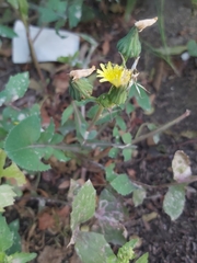 Sonchus oleraceus