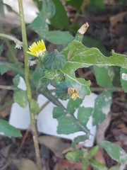 Sonchus oleraceus
