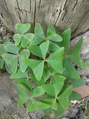 Oxalis