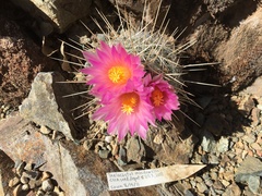 Thelocactus macdowellii