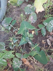 Sonchus oleraceus