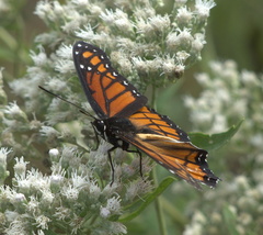 Limenitis archippus archippus