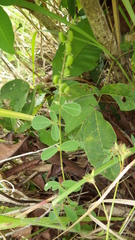 Pycnospora lutescens