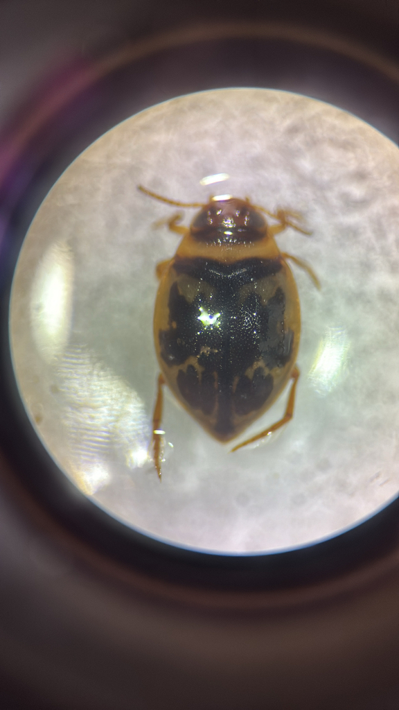 Haplotrinchus Inaequalis Hygrotus inaequalis from Co. Dublin, Co. Dublin, IE on August 28, 2025 ...