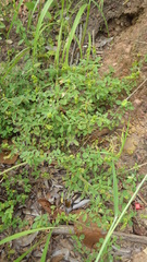 Pycnospora lutescens