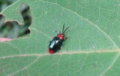 Phyllocharis gracilis