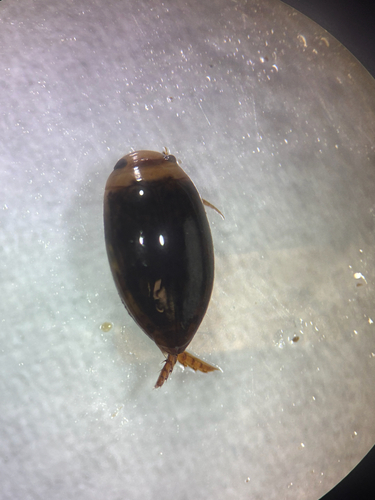 Laccophile minuscule