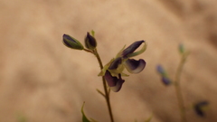 Pycnospora lutescens