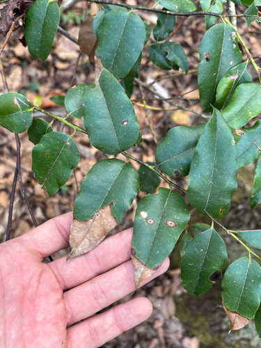 Florida hobblebush (Agarista populifolia)