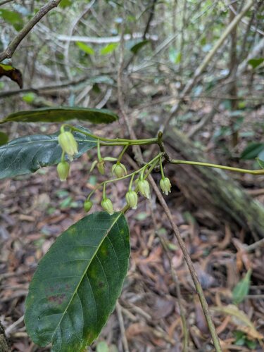 Kalia (Elaeocarpus bifidus)