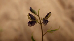 Pycnospora lutescens