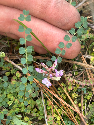 Florida Milkvetch (Astragalus obcordatus)