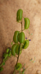 Pycnospora lutescens