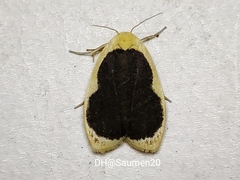 Pseudoblabes oophora