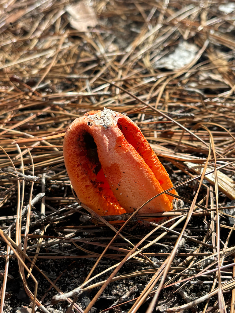 Clathrus columnatus · March 2026 · photo: © tyler934 (iNaturalist, cc0)