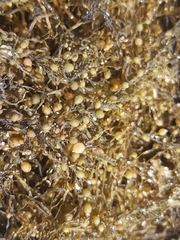 Sargassum