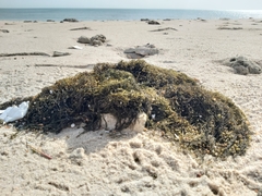 Sargassum