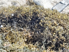 Sargassum