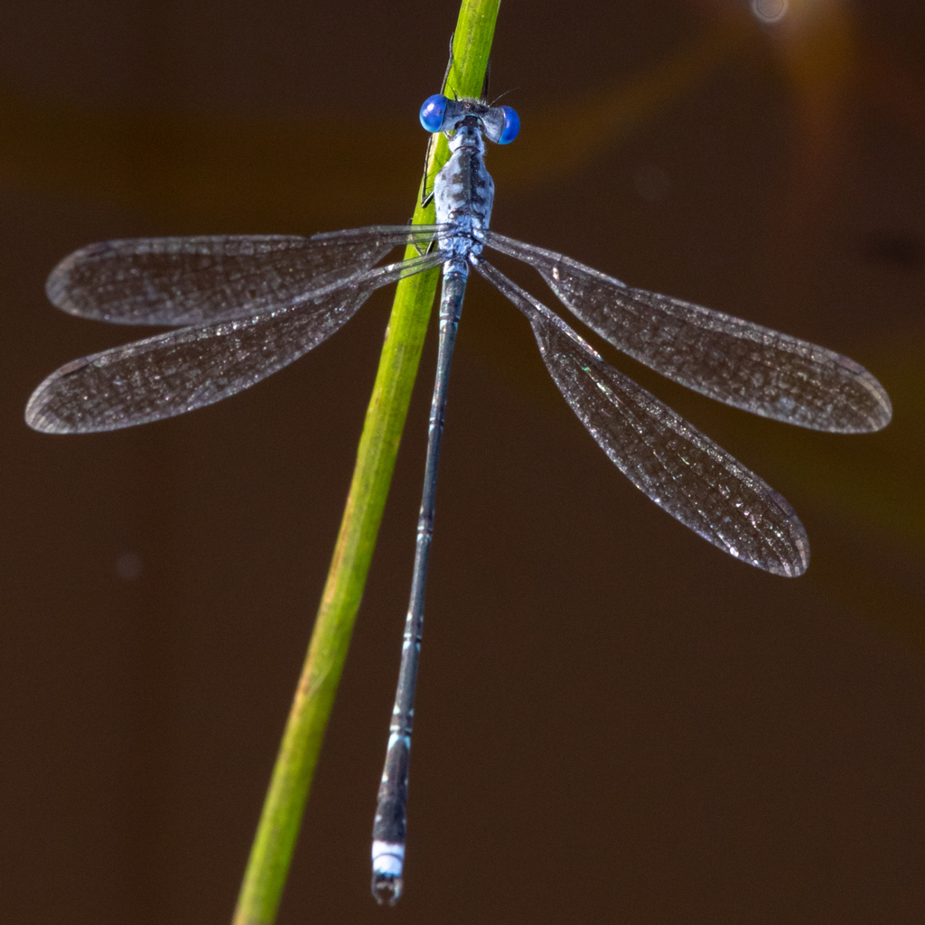 African Spotted Spreadwing
