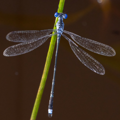 Lestes tridens