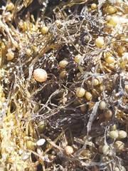 Sargassum