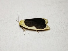 Pseudoblabes oophora