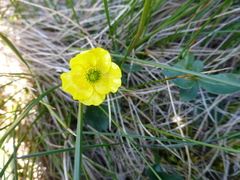 Ranunculus sulphureus