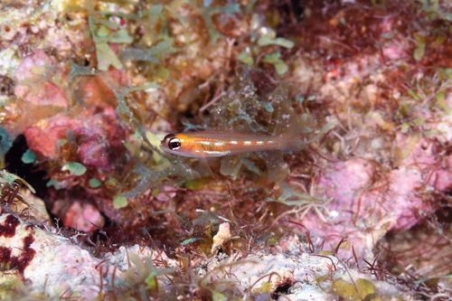 Masked goby (Coryphopterus personatus) — Gobiidae
