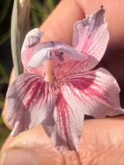 Gladiolus roseovenosus