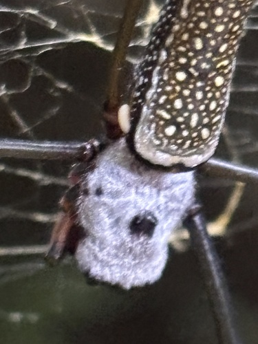 Golden silk orbweaver