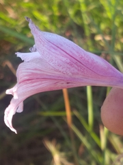 Gladiolus roseovenosus