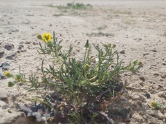 Senecio glaucus