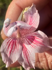 Gladiolus roseovenosus