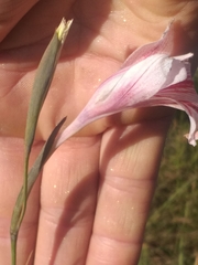 Gladiolus roseovenosus