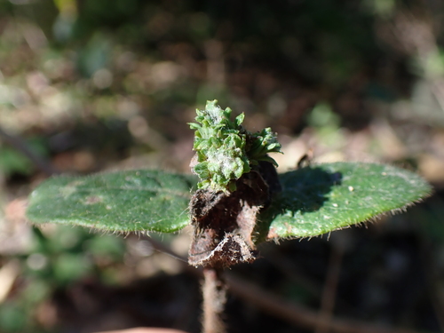 Unknown species found near Santa Cruz County, CA, USA